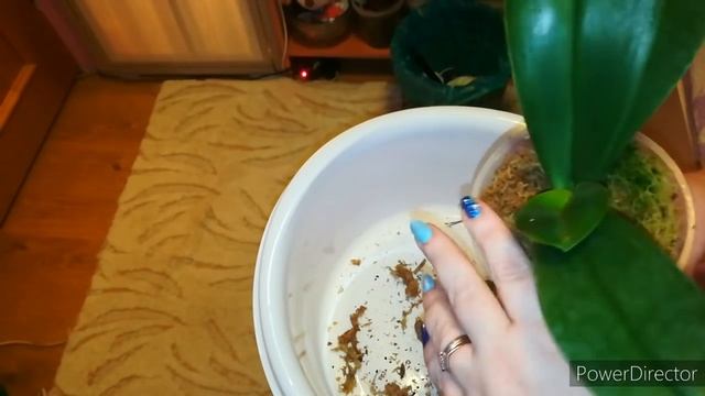 #орхидеи # цветочныйрай     Посадка азиатской орхидеи в живой мох?