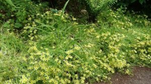 Лимнантес Дугласа (Limnanthes Douglasii), Ботанический сад Орхус, Дания. 17 июня 2023