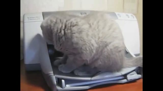 Кот греется в принтере смотреть онлайн