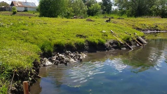 В каком возрасте отправлять уток на воду? смотреть онлайн