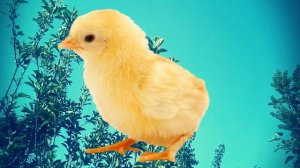 Тушда Жужа курса | Tushda Jo'ja ko'rsa