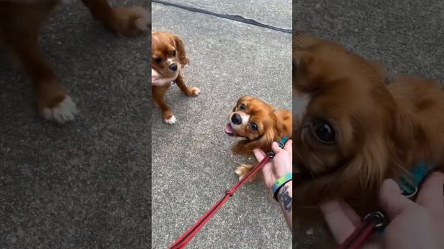 Twin Cavalier King Charles Spaniels смотреть онлайн