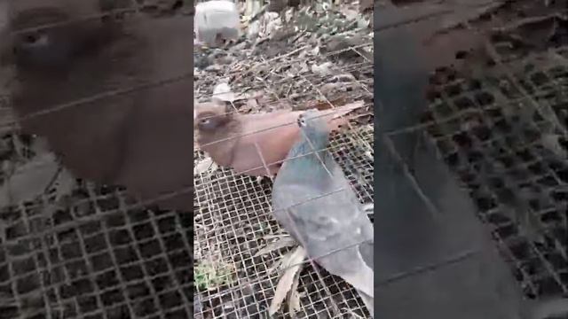 Голуби Узбекские смотреть онлайн