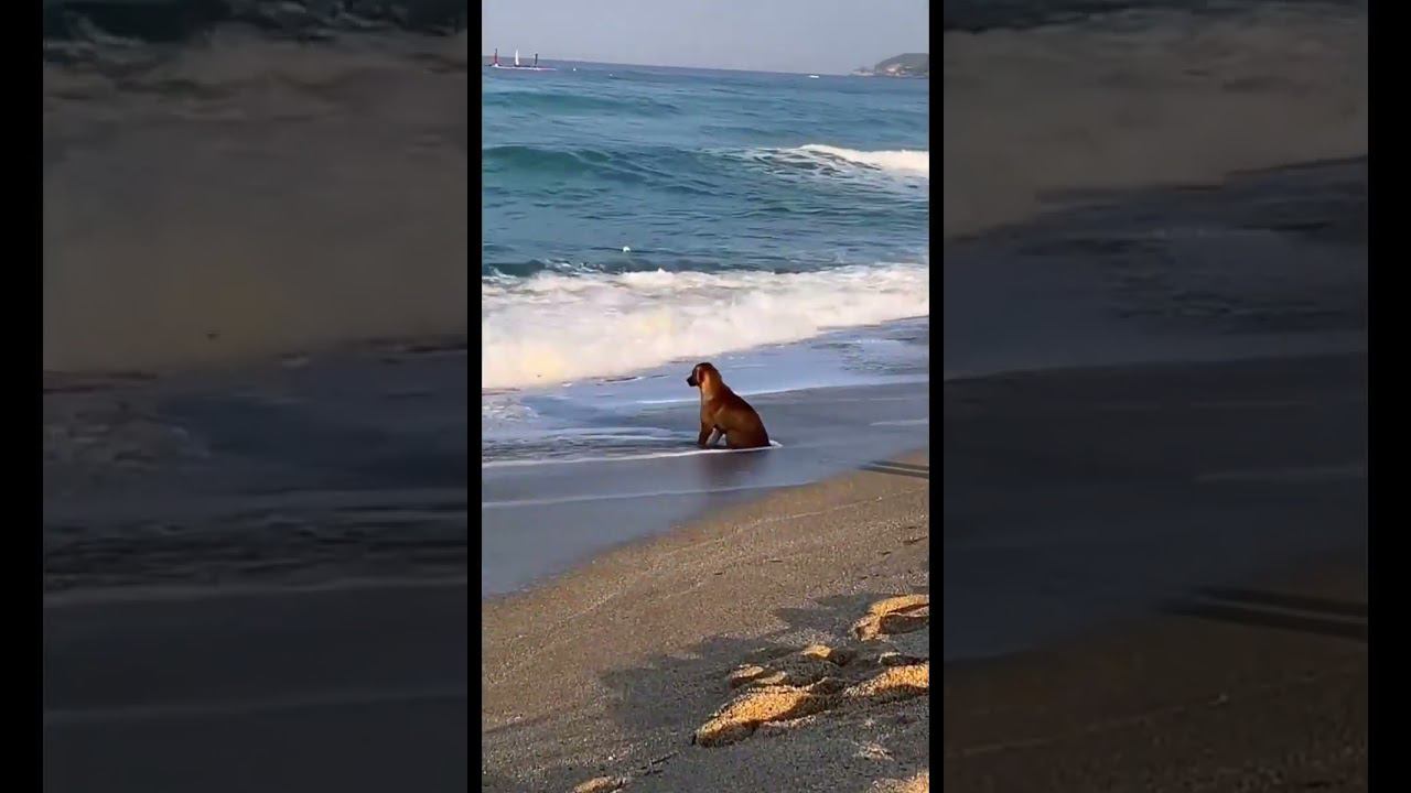 Как думаете, он кого-то ждёт, или ему просто по приколу? смотреть онлайн