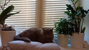 4 ШАГА ПРИУЧИТЬ КОШКУ СПАТЬ ПО НОЧАМ