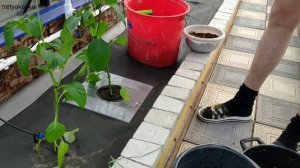 Спанбонд в теплице. Посадочный конус. Посадка перца.