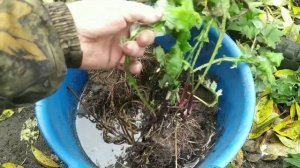 Мордовник шароголовый. Прекраснейший медонос.