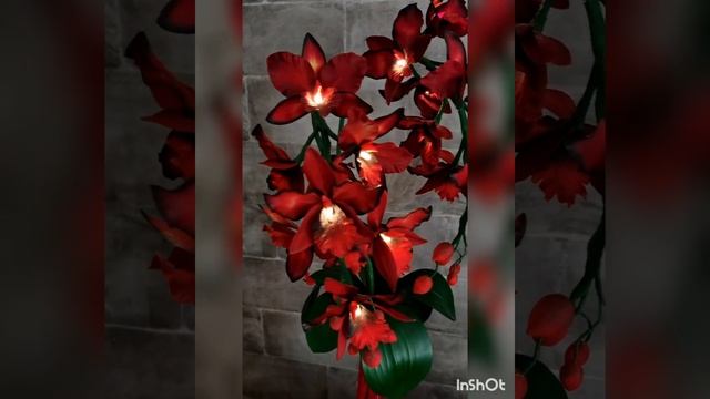 Цветок-ночник орхидея "Дорити" смотреть онлайн