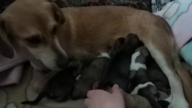 Щенки мелкие в добрые руки смотреть онлайн