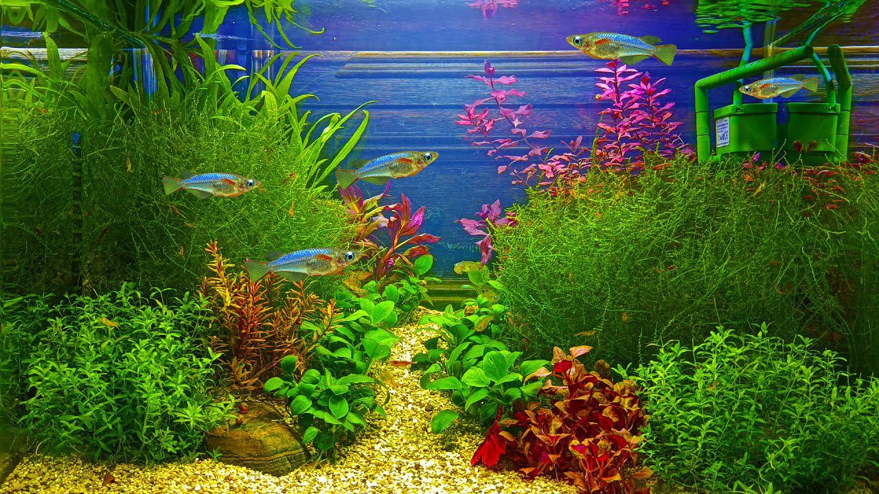 Акваскейп для выставки снова изменился! Посадил на нерест новых данио смотреть онлайн