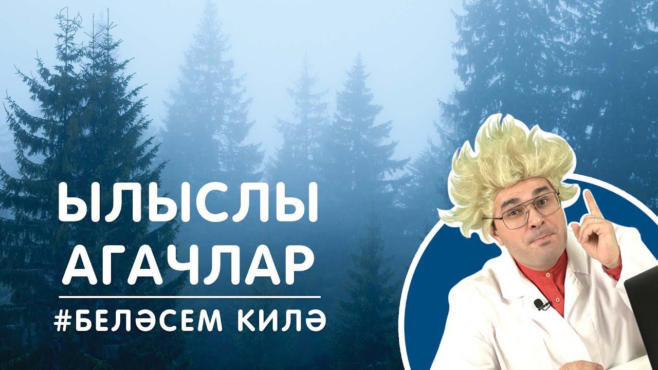 Беләсем килә: Ылыслы агачлар / Хвойные деревья / Conifers