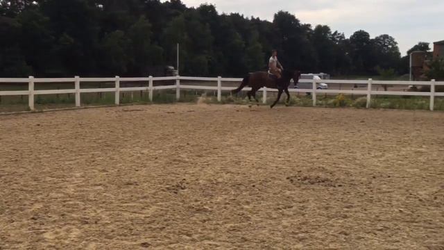 7 years old gelding by Coronas (Cornet Obolensky) x Conceicao (Contender) смотреть онлайн