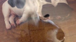 Рождение французского бульдога Рады