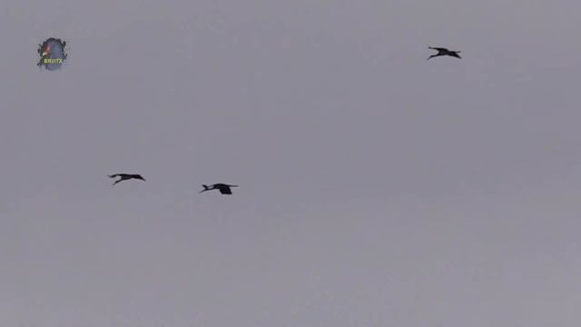 CIGOGNE Noire/Migration Postnuptiale/Ciconia nigra ! BRUITX смотреть онлайн