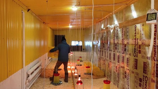 бройлер 1500 шт,выращивание бройлеров,бройлер как бизнес