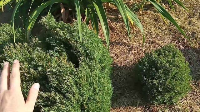 Маленькая, пушистая туя западная Тедди, часть 2 смотреть онлайн