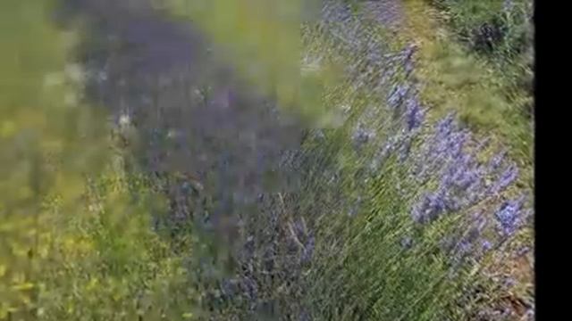 SIVKA LAVANDA смотреть онлайн