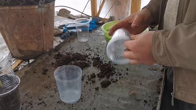 Самый легкий способ, размножения малины! смотреть онлайн