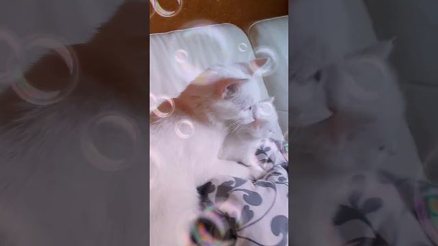 Турецкая ангора