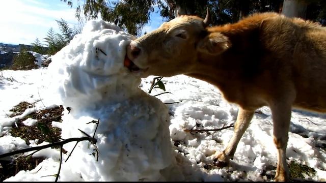 Корова выедает глаза снеговику // Cow eats snowmans eyes смотреть онлайн
