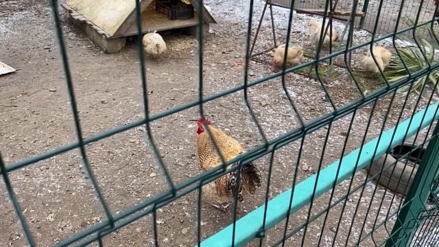 Амрокс - супер курочка ! Холодный март в Анапе смотреть онлайн