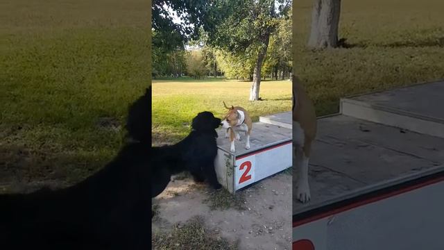 Ньюф, новые знакомства смотреть онлайн