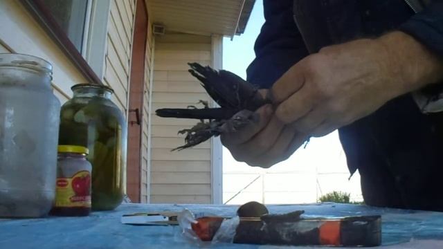 MOV05369 Перелом крыла и его реабилитация смотреть онлайн