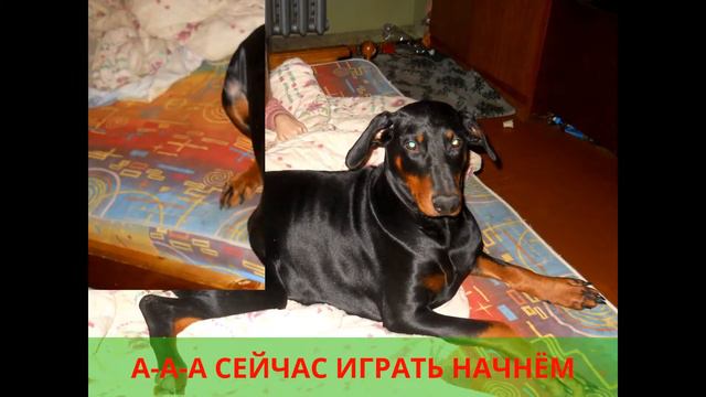 И СНОВА ЗДРАВСТВУЙТЕ!!! Я ЗЕНА!!! смотреть онлайн