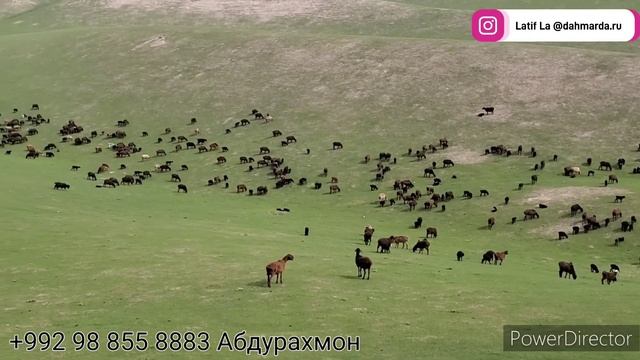 Гиссарские овцы и аборигенные САО Таджикистана саги дахмарда, Ахлиддина из селения Сугдиён. Окот. смотреть онлайн