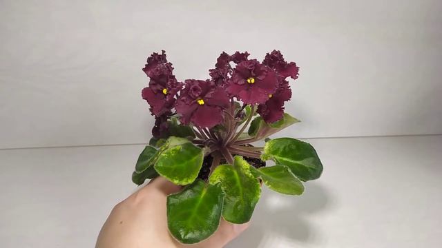 ЛЕ-Шелковые Кружева (полумини) смотреть онлайн