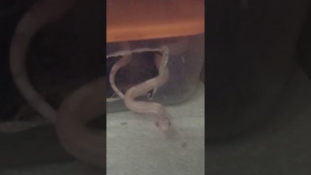 Любопытная малышка маисового полоза. смотреть онлайн