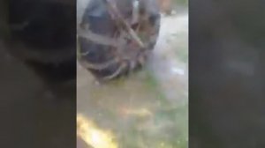 вездеход каракат с двигателем ока бюджетный вариант