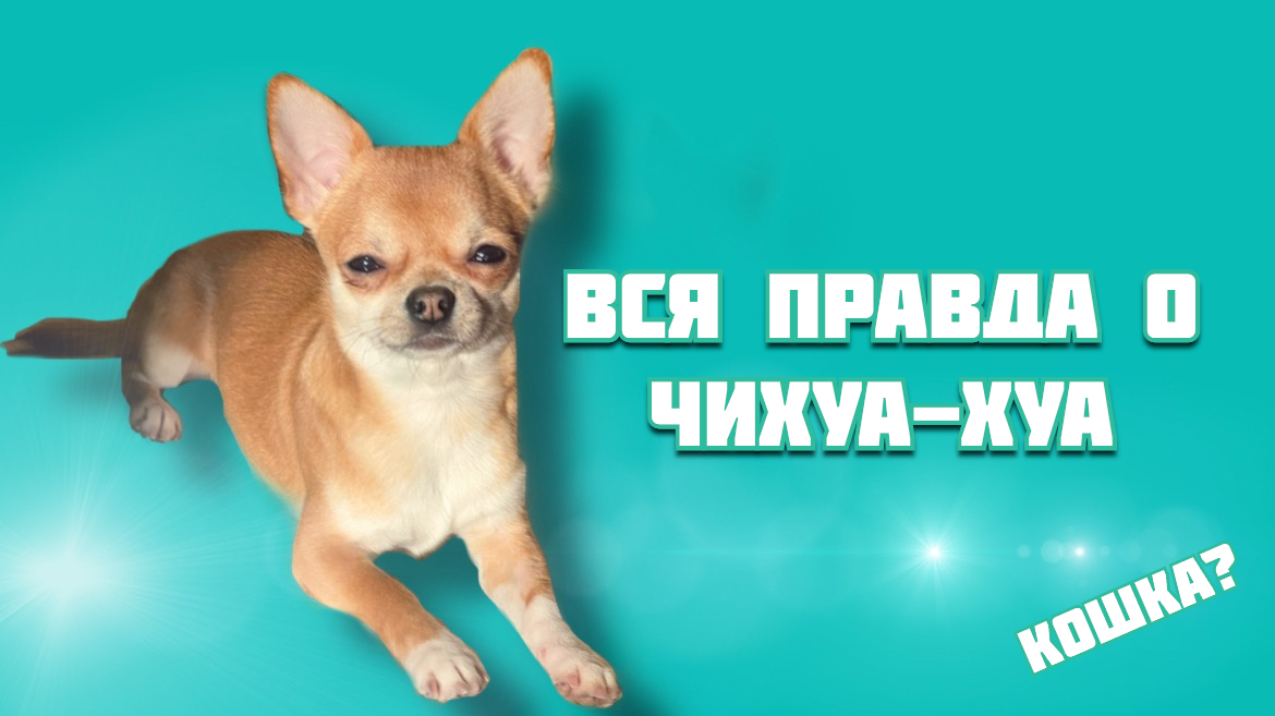 Все что нужно знать о ЧИХУА-ХУА/ почему это лучшая порода ? смотреть онлайн