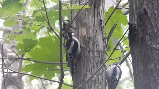Птенец дятла вылетел из гнезда смотреть онлайн