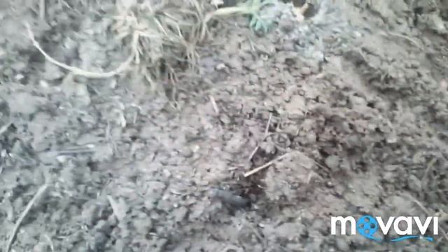 Посадка лука под зиму без приукрас. смотреть онлайн