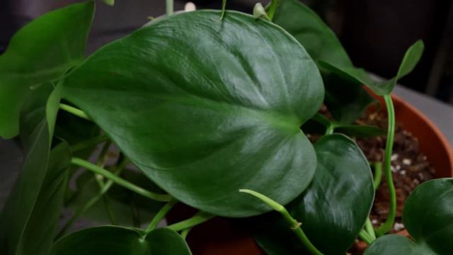 Folha Plant Shop - Philodendron scandens - Heart Leaf Plant смотреть онлайн