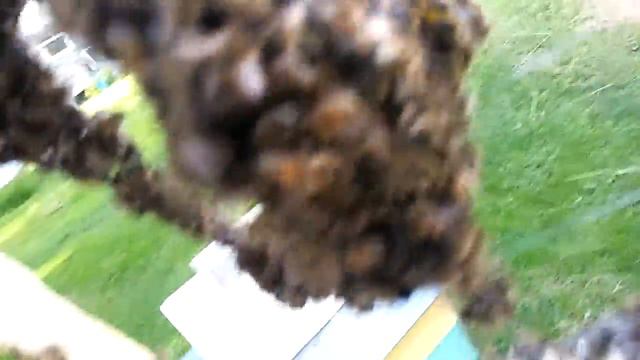 Выход другой семьи из роевого состояния когда всё хорошо . смотреть онлайн