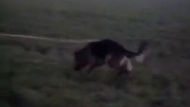 Немецкая овчарка берёт след смотреть онлайн