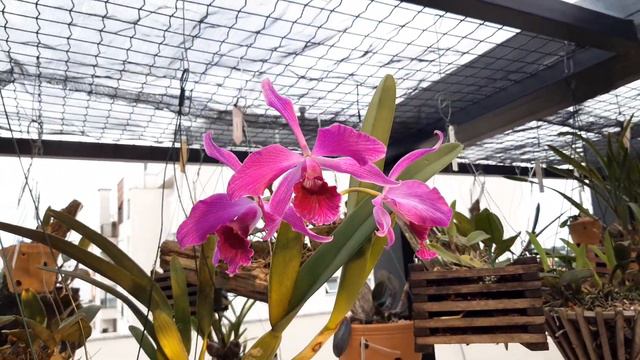 Cattleya purpurata смотреть онлайн