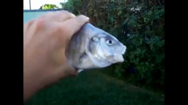 Killer Fish From San Diego But Something Is Off