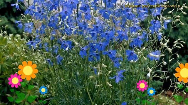 Дельфиниум крупноцветковый Блауер Цверг. Краткий обзор delphinium grandiflorum Blauer Zwerg смотреть онлайн