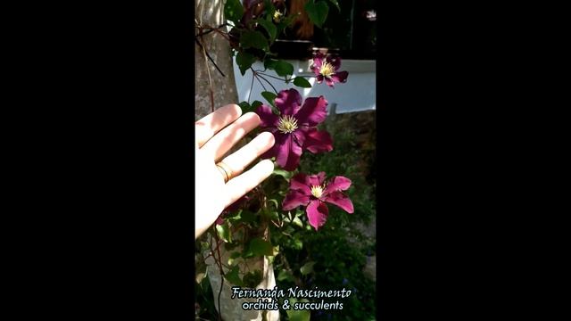 Clematis montana 'rosemoor' #shorts смотреть онлайн
