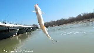 Интересная весенняя рыбалка на реке Лаба 2019г. Поплавочная снасть. Кубань Класс! Живите в Кайф! смотреть онлайн