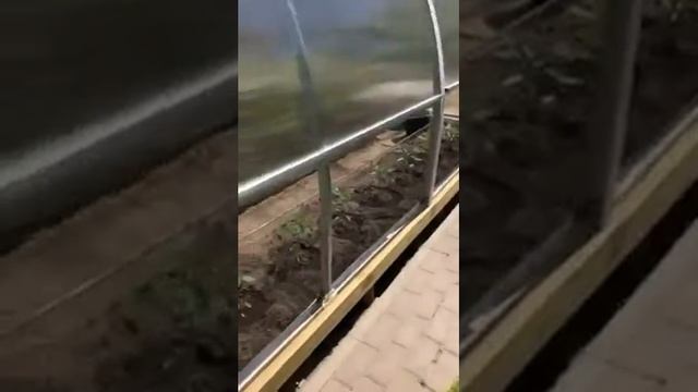 Теплица Тюльпан и ребенок