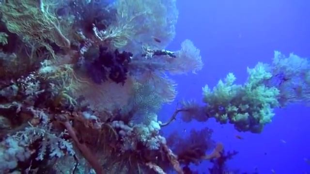 Коралловый риф： Подводный мир Египта. ⧸ Документальный фильм смотреть онлайн