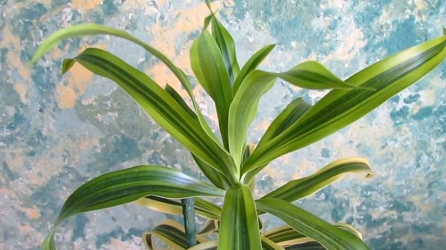 Драцена отогнутая/Dracaena Reflexa