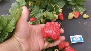 /Клубника КРАПО 10,/Лидер продаж и урожайности! /(полезное тв,и видео для вас)