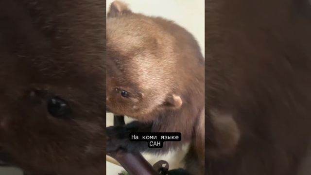Росомаха - самое страшное животное леса #росомаха #shorts смотреть онлайн