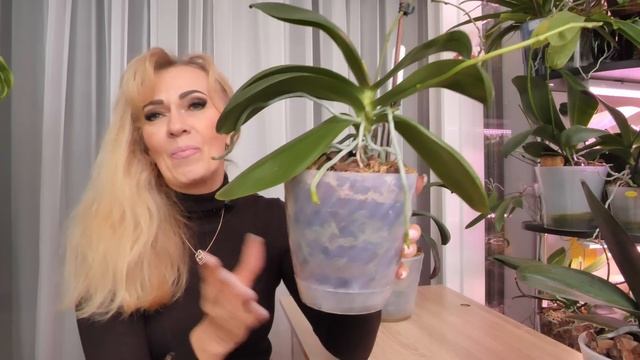 Орхидеи КОГДА и КАК их лучше пересаживать. Стресс, смена грунта могут погубить, остановить развитие смотреть онлайн