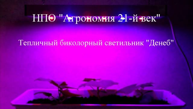 Лампа для выращивания растений на мощных 10Вт красных и синих светодиодах «Денеб» смотреть онлайн
